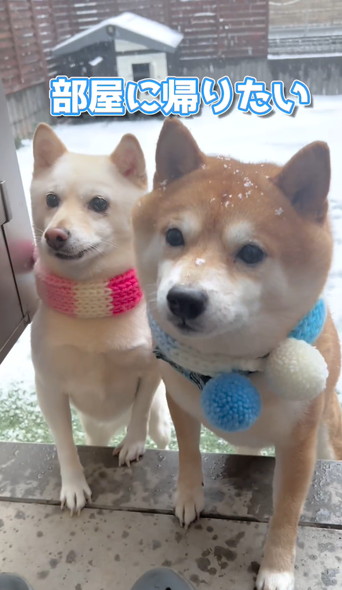 雪の日の柴犬