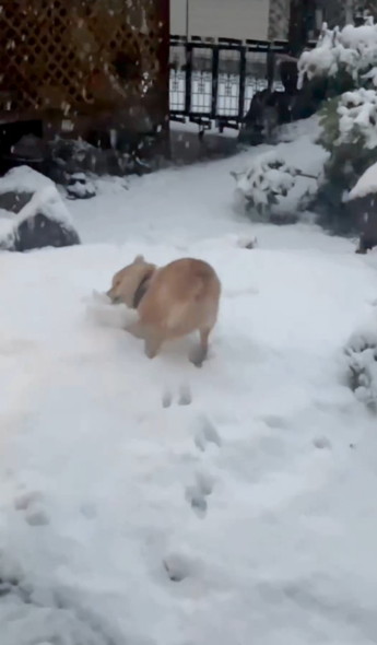雪の日の柴犬