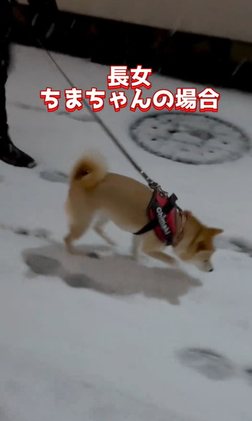 雪の日の柴犬