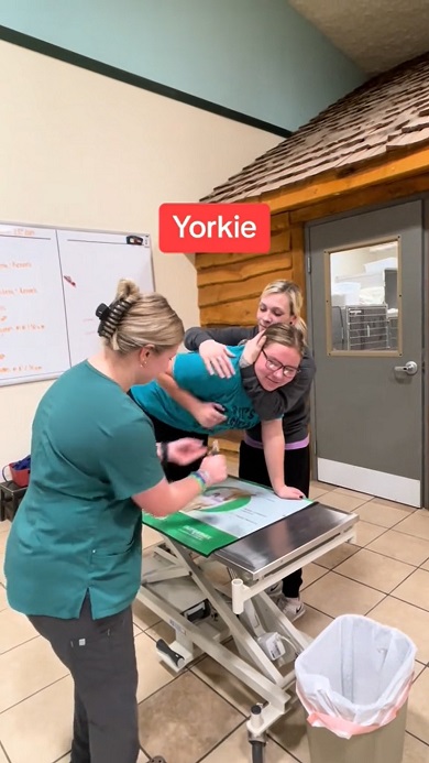 動物病院スタッフが再現した爪を切られる際の犬種ごとの反応