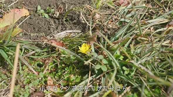 たんぽぽ