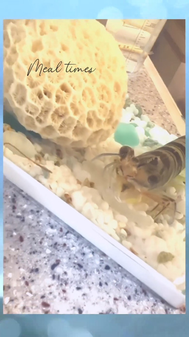 ご飯食べる車エビ