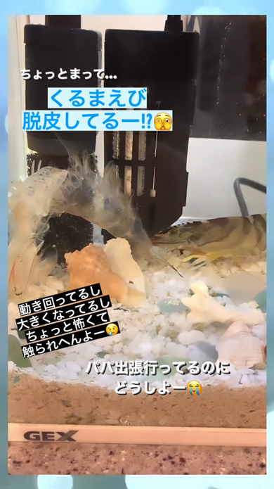 脱皮した車エビ