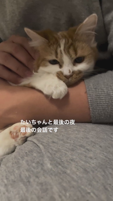 抱っこされてなでられている子猫ちゃん