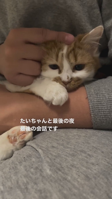 抱っこされてなでられている子猫ちゃん