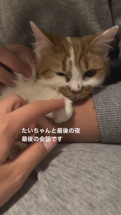 抱っこされてなでられている子猫ちゃん