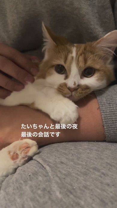 抱っこされてなでられている子猫ちゃん