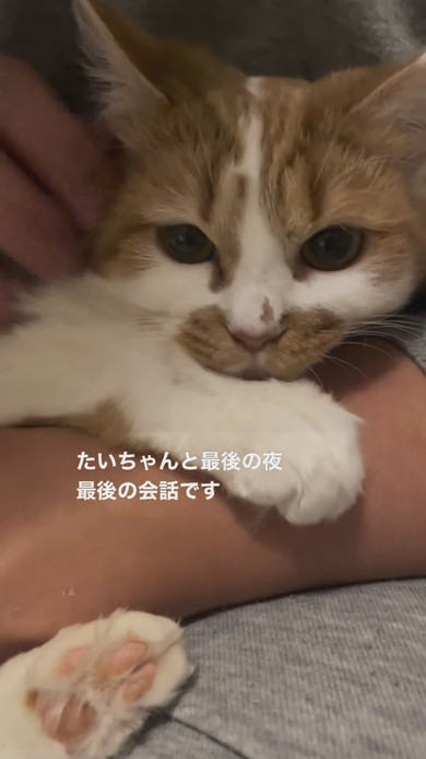 抱っこされてなでられている子猫ちゃん