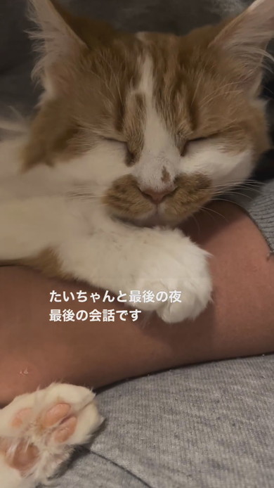 抱っこされてなでられている子猫ちゃん