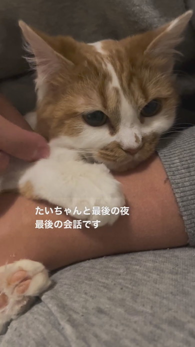 抱っこされてなでられている子猫ちゃん