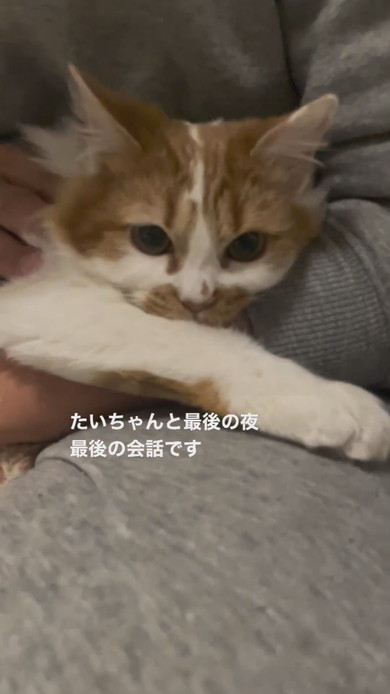 抱っこされてなでられている子猫ちゃん