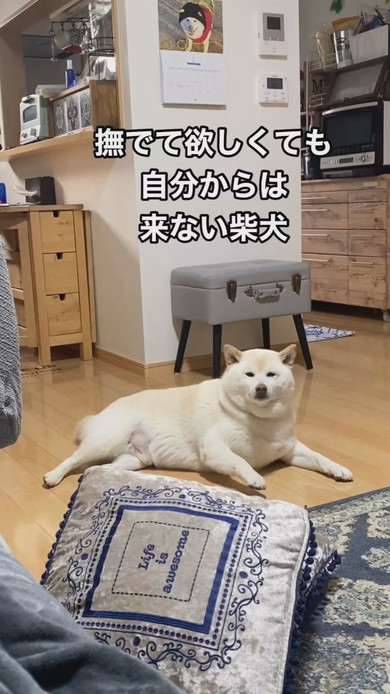 床で寝そべるこっちを見ている白柴ワンコ