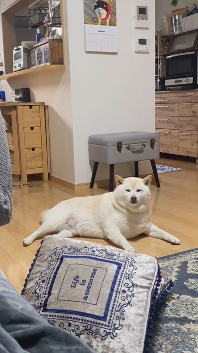 床で寝そべるこっちを見ている白柴ワンコ