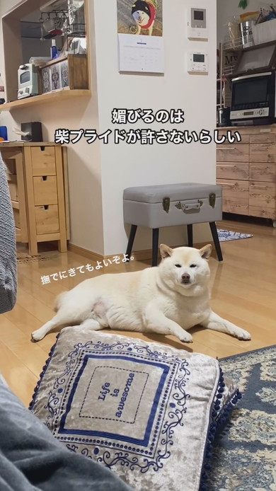 床で寝そべるこっちを見ている白柴ワンコ