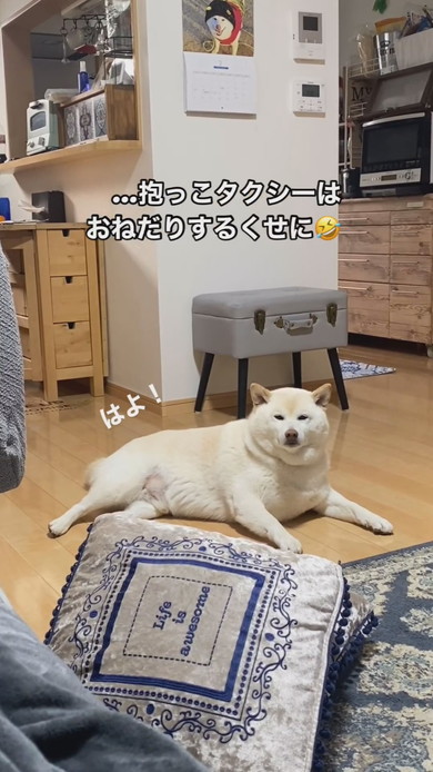 床で寝そべるこっちを見ている白柴ワンコ