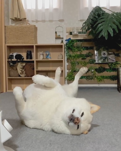 横になっている白柴ワンコ