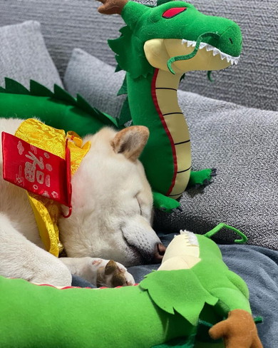 ぬいぐるみに囲まれて眠る白柴ワンコ