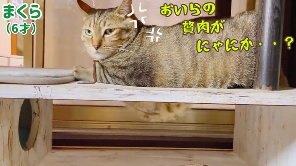 超巨体猫を迎えて8カ月後