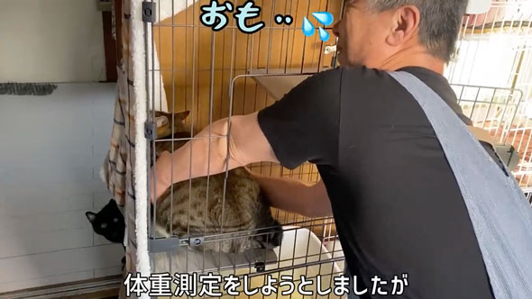 超巨体猫を迎えて8カ月後