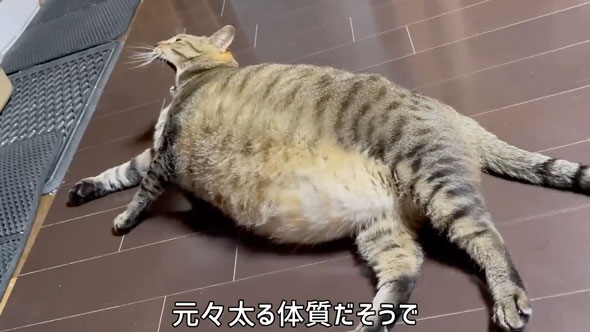 超巨体猫を迎えて8カ月後