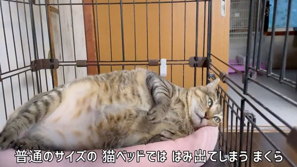 超巨体猫を迎えて8カ月後