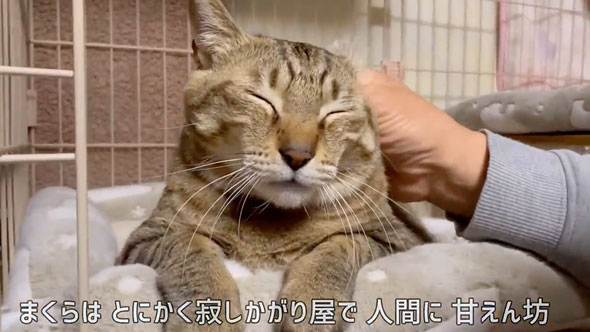 超巨体猫を迎えて8カ月後