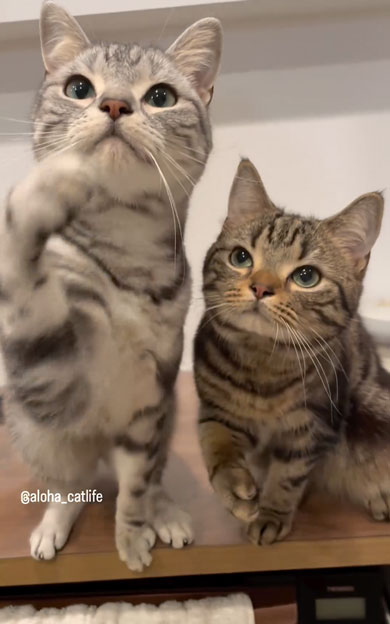 おやつ争奪戦をする兄弟猫