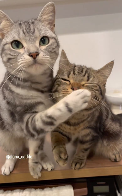 おやつ争奪戦をする兄弟猫