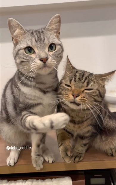 おやつ争奪戦をする兄弟猫