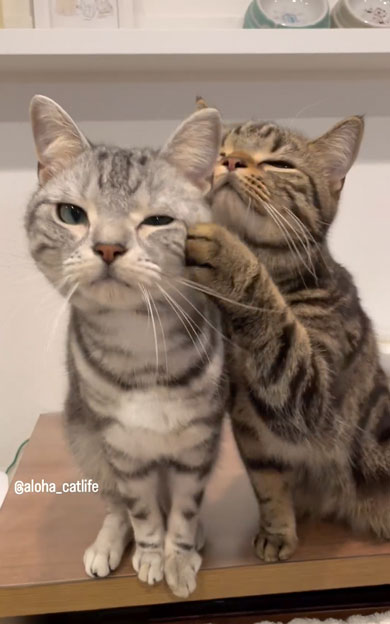 おやつ争奪戦をする兄弟猫