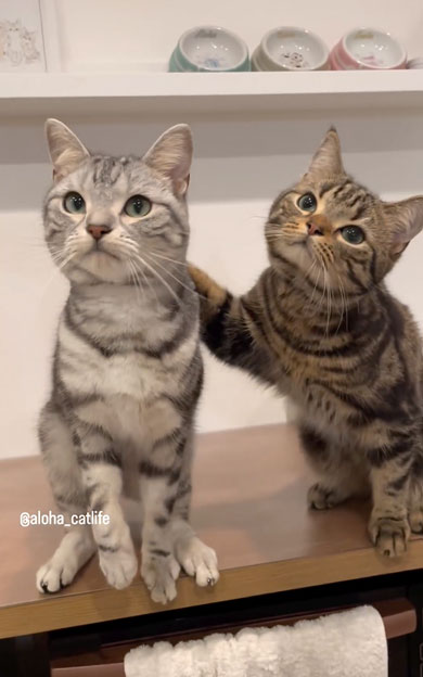 おやつ争奪戦をする兄弟猫