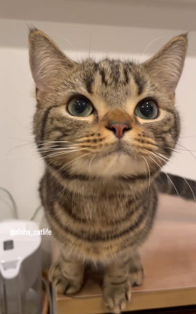 おやつ争奪戦をする兄弟猫