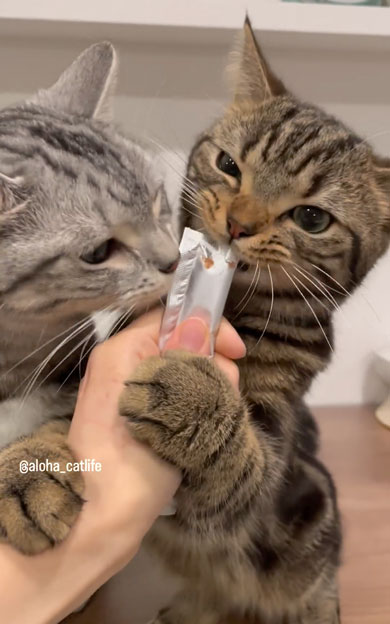 おやつ争奪戦をする兄弟猫