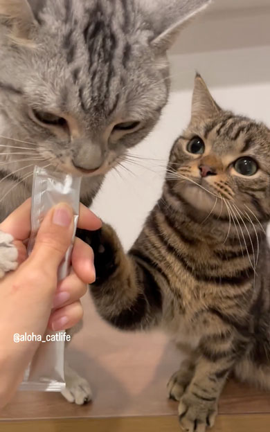 おやつ争奪戦をする兄弟猫