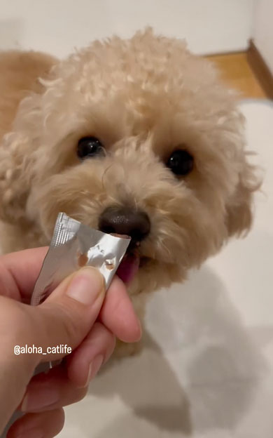 おやつ争奪戦をする兄弟猫