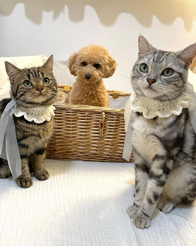 仲良しなにゃんことワンコ