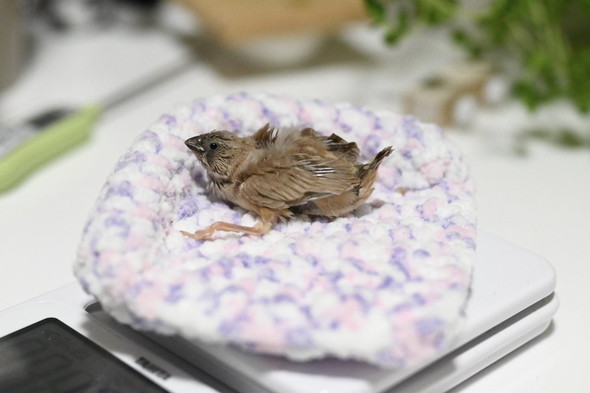 キンカチョウのヒナ