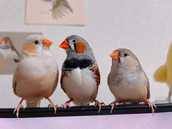 キンカチョウ3羽