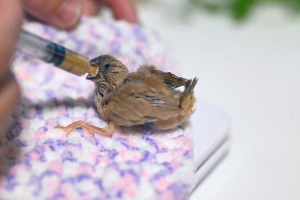 キンカチョウのヒナ