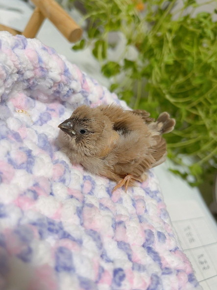 キンカチョウのヒナ