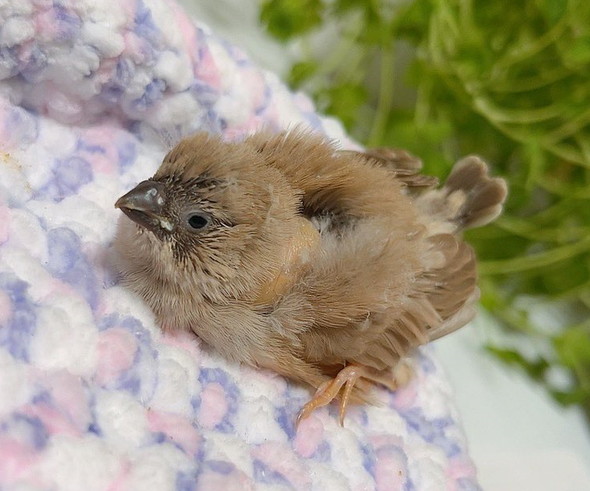 キンカチョウのヒナ