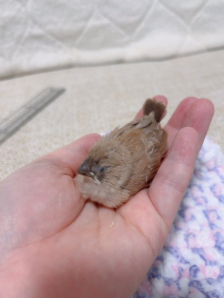 キンカチョウのヒナ