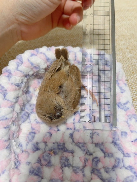 キンカチョウのヒナ