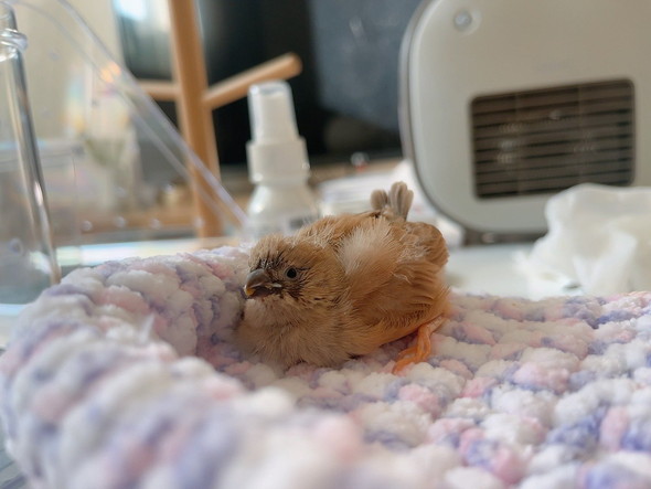 キンカチョウのヒナ