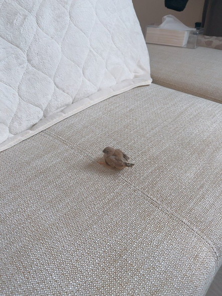 キンカチョウのヒナ