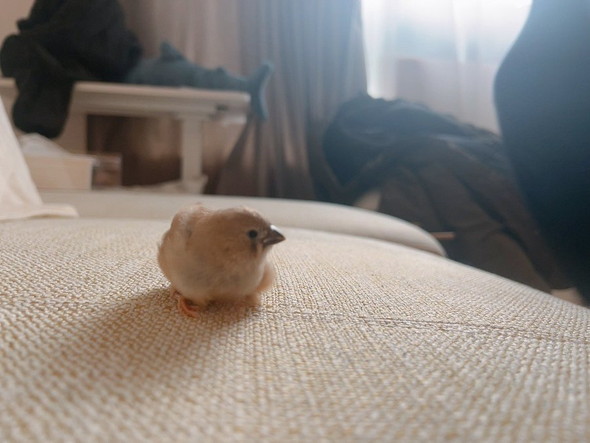 キンカチョウのヒナ