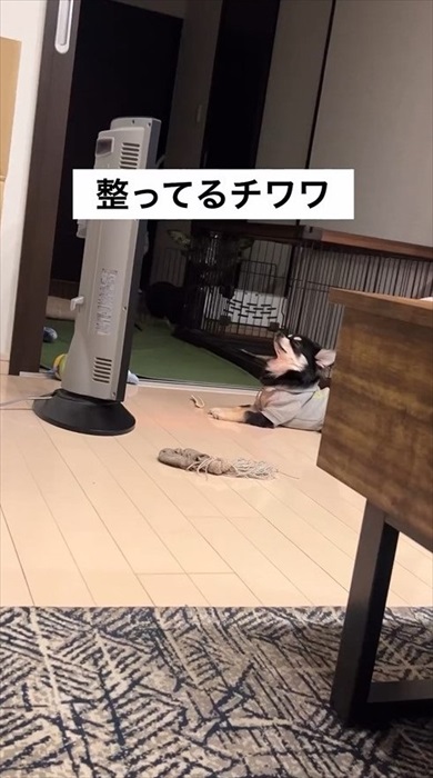 サウナ―ばりに整ってるチワワ