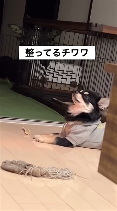 サウナ―ばりに整ってるチワワ