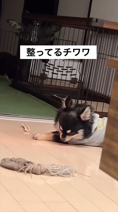 サウナ―ばりに整ってるチワワ