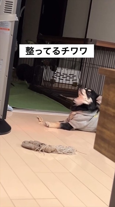 サウナ―ばりに整ってるチワワ